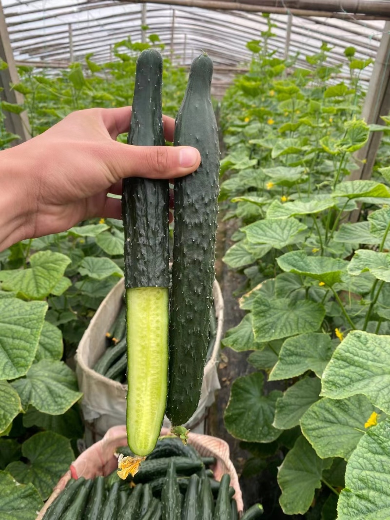 黄瓜夏邑精品密刺黄瓜德瑞特青条黄瓜商超电商供货代发