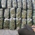 黄瓜夏邑精品密刺黄瓜德瑞特青条黄瓜商超电商供货代发