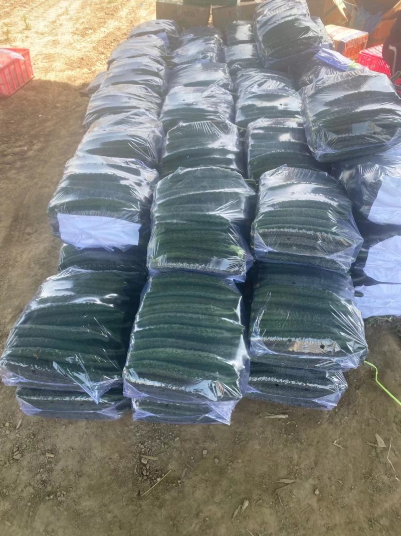 黄瓜夏邑精品密刺黄瓜德瑞特青条黄瓜商超电商供货代发