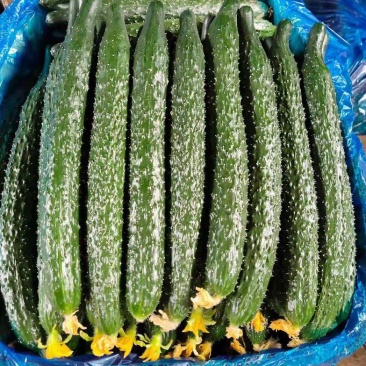 黄瓜夏邑精品密刺黄瓜德瑞特青条黄瓜商超电商供货代发