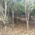 宜春市桂花树约9000棵。10公分以上500棵其余
