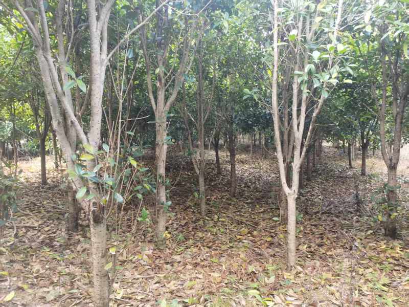 宜春市桂花树约9000棵。10公分以上500棵其余