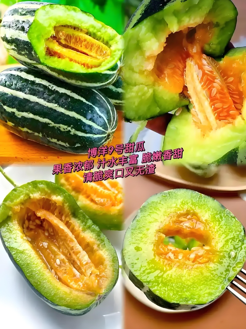 博洋九号甜瓜，山东聊城莘县产地直采，对接商超团购批发市场