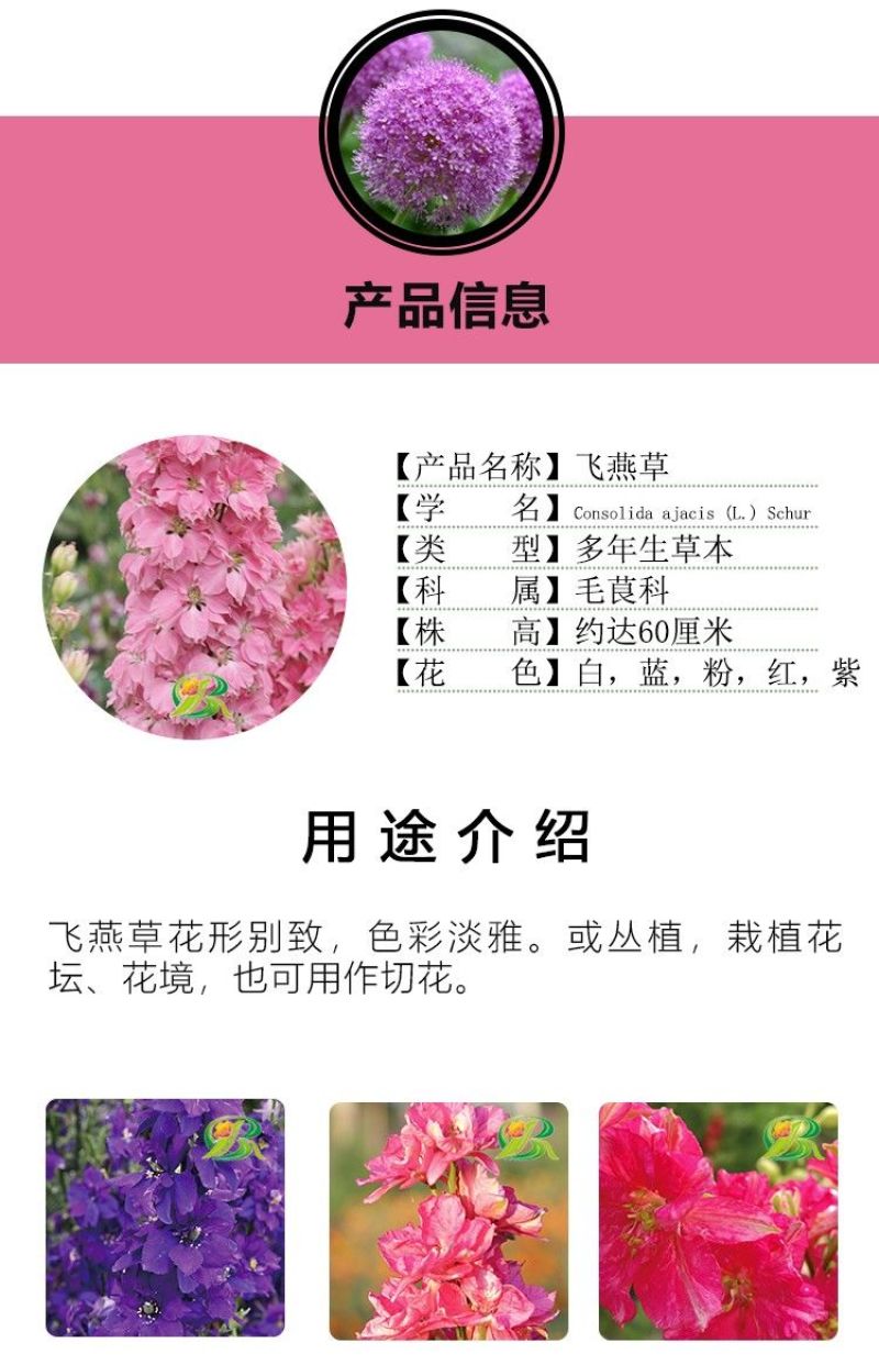 大花飞燕草四季易种活室外庭院秋天花种子春秋播花卉种子
