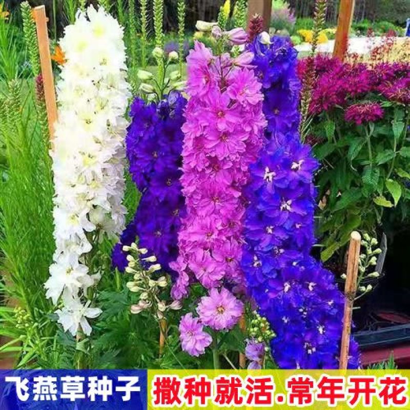 大花飞燕草四季易种活室外庭院秋天花种子春秋播花卉种子