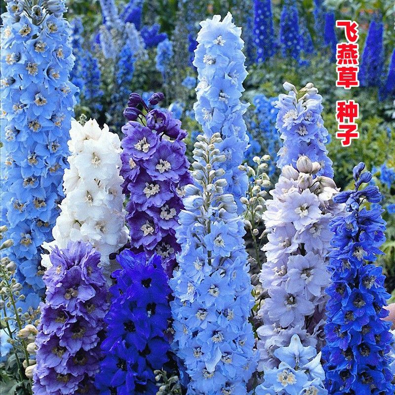大花飞燕草四季易种活室外庭院秋天花种子春秋播花卉种子