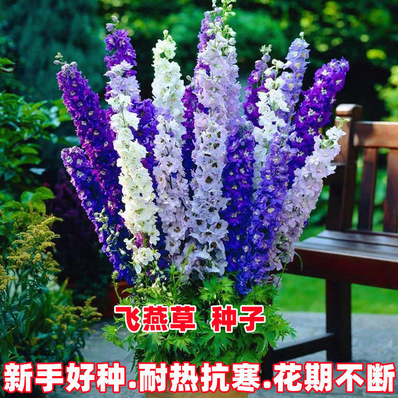 大花飞燕草四季易种活室外庭院秋天花种子春秋播花卉种子