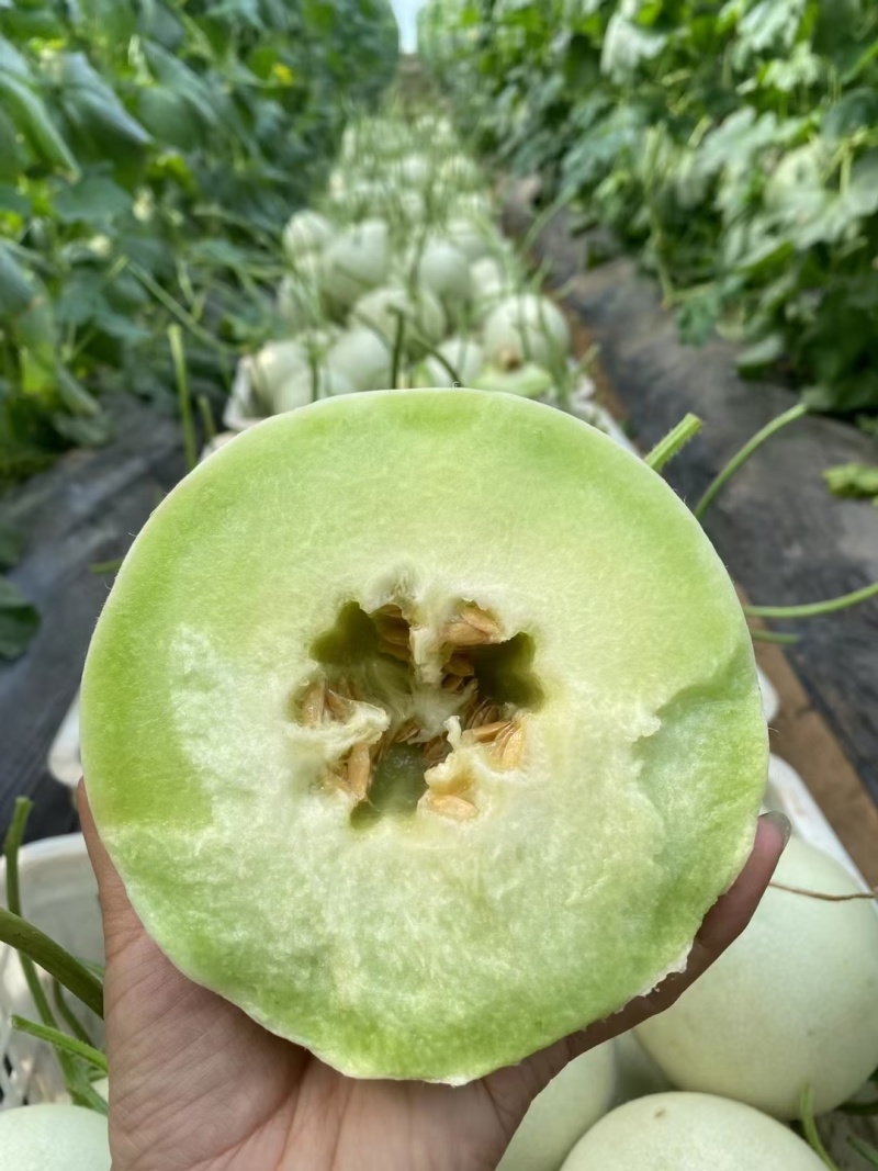 玉菇甜瓜，山东聊城莘县冰激凌玉菇甜瓜，奶香蜜甜瓜。