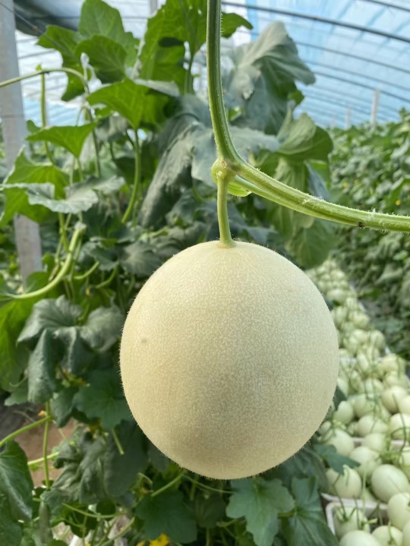 玉菇甜瓜，山东聊城莘县冰激凌玉菇甜瓜，奶香蜜甜瓜。