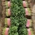 聊城香菜大量上市产地直发一手货源量大从优
