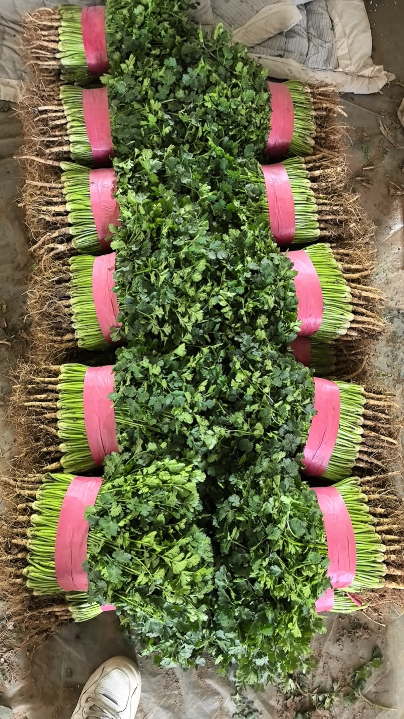 聊城香菜大量上市产地直发一手货源量大从优