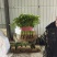 聊城香菜大量上市产地直发一手货源量大从优