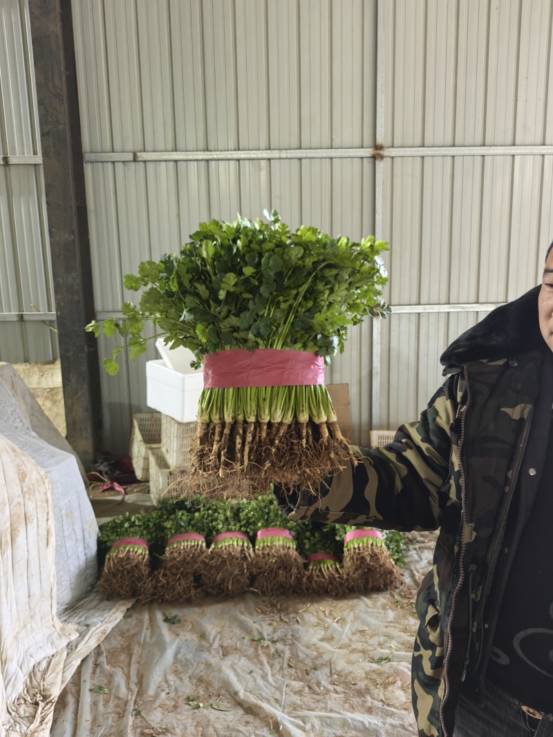 聊城香菜大量上市产地直发一手货源量大从优