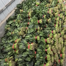 精品菠菜，保证质量，大量供应，全国可发货量大从优