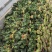 精品菠菜，保证质量，大量供应，全国可发货量大从优