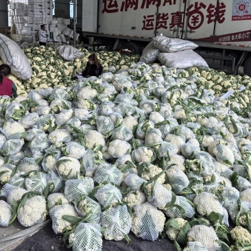 精品白花，菜花本地新鲜松花大量供应，保证质量！