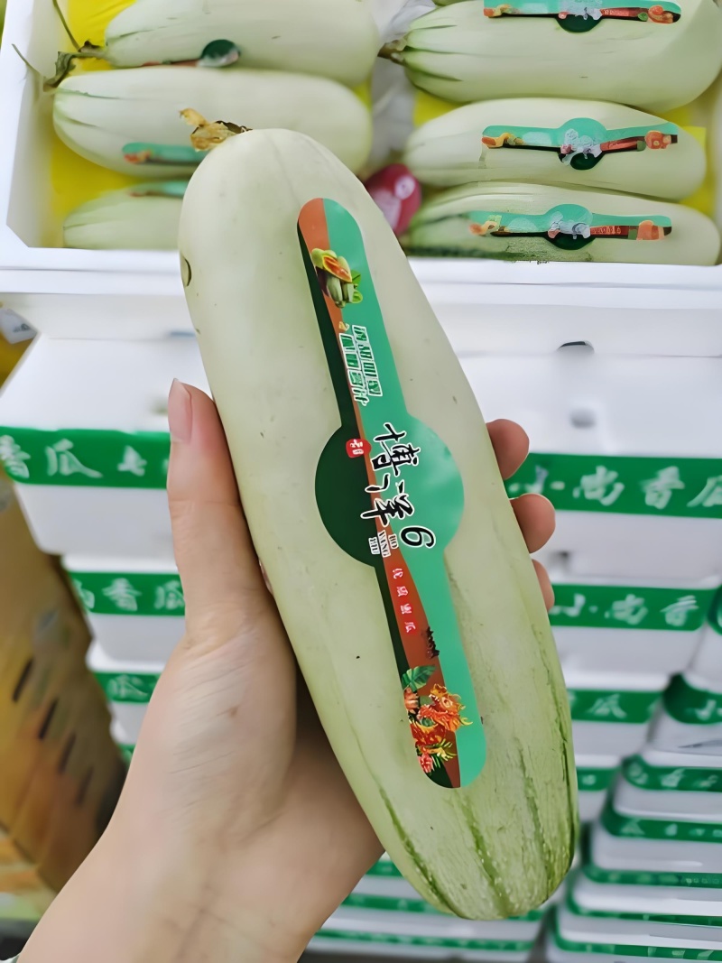 博洋六甜瓜，山东聊城莘县羊角蜜甜瓜，支持各种包装。