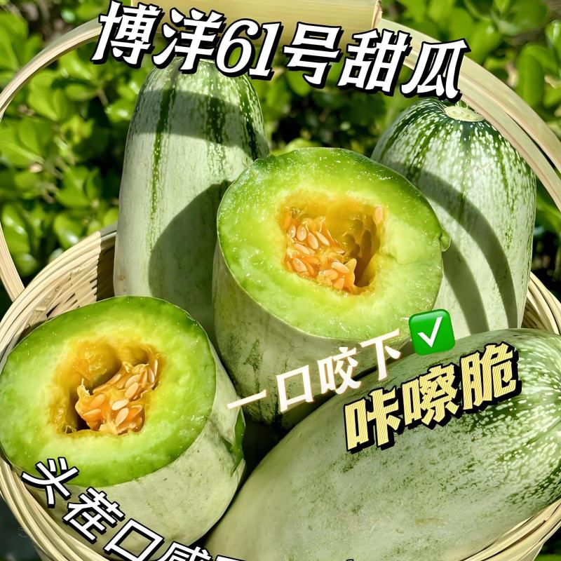 博洋六甜瓜，山东聊城莘县羊角蜜甜瓜，支持各种包装。