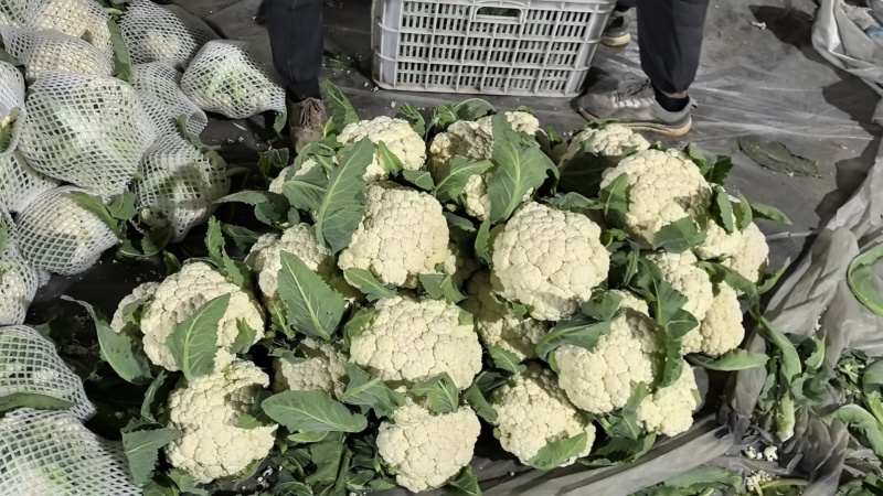 精品白花，菜花本地新鲜松花大量供应，保证质量！