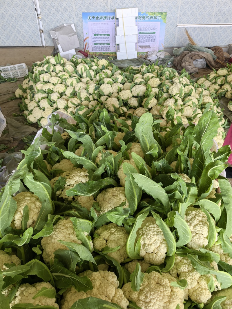 精品白花，菜花本地新鲜松花大量供应，保证质量！