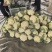 精品白花，菜花本地新鲜松花大量供应，保证质量！