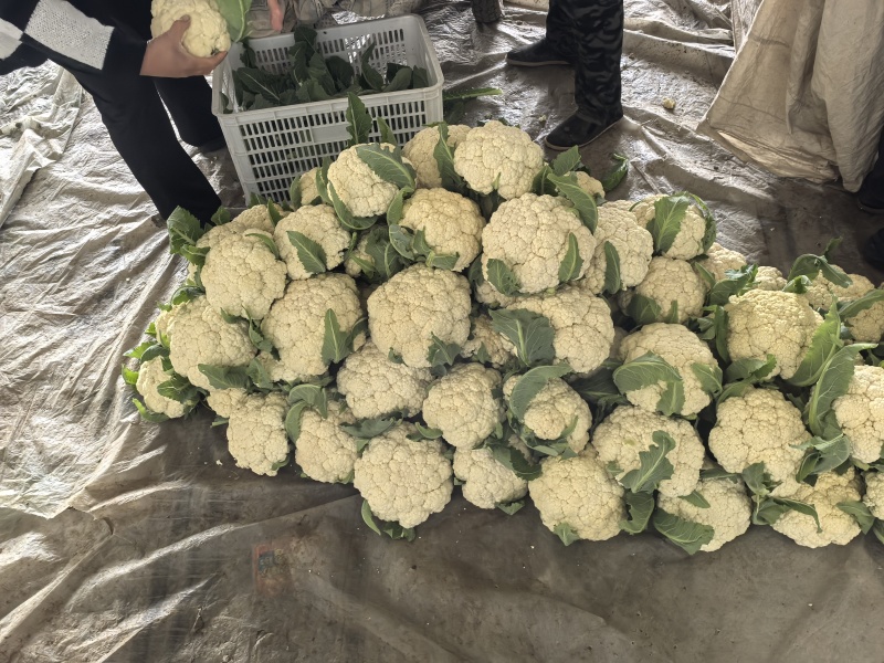 精品白花，菜花本地新鲜松花大量供应，保证质量！