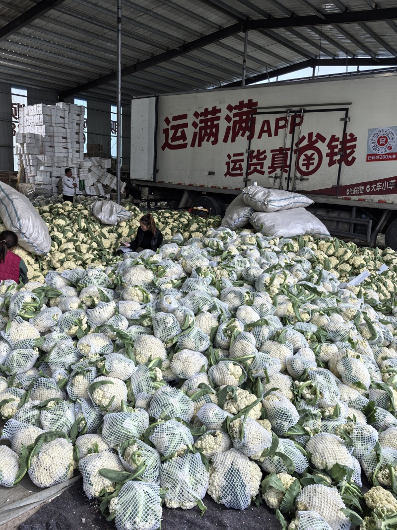 精品白花，菜花本地新鲜松花大量供应，保证质量！