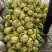 精品白花，菜花本地新鲜松花大量供应，保证质量！