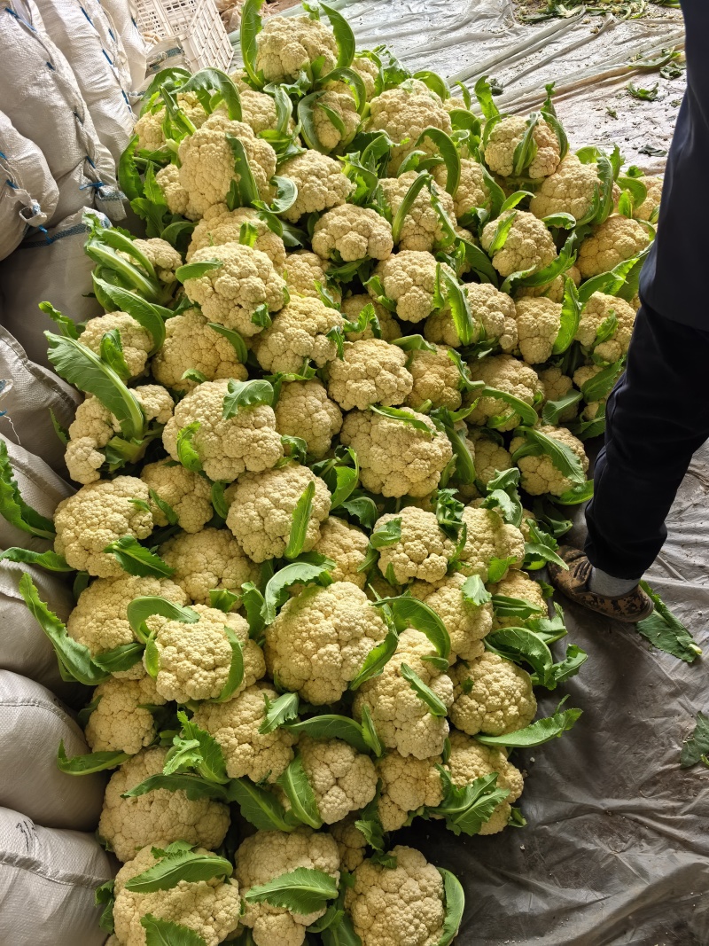 精品白花，菜花本地新鲜松花大量供应，保证质量！