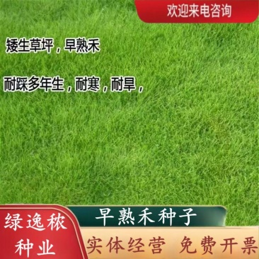 早熟禾种子四季草坪种子庭院草种草籽子耐践踏美观低矮绿化草