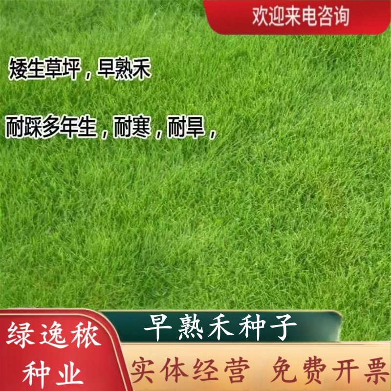 早熟禾种子四季草坪种子庭院草种草籽子耐践踏美观低矮绿化草