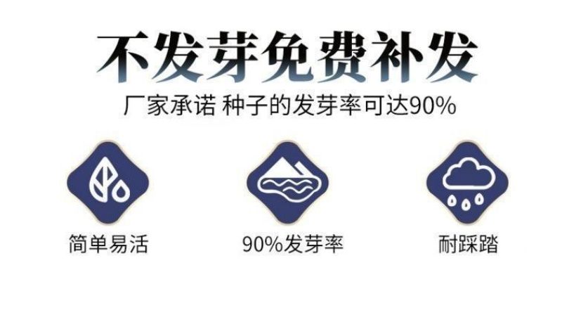 早熟禾种子四季草坪种子庭院草种草籽子耐践踏美观低矮绿化草