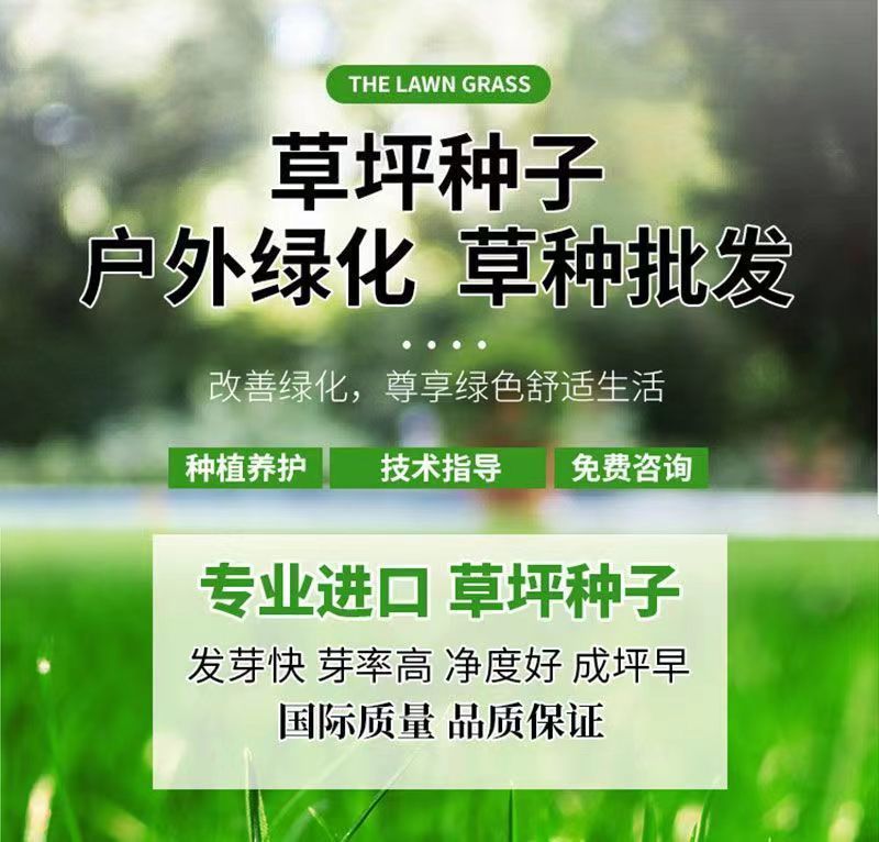 早熟禾种子四季草坪种子庭院草种草籽子耐践踏美观低矮绿化草