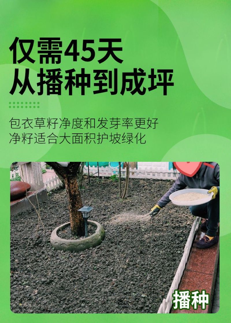早熟禾种子四季草坪种子庭院草种草籽子耐践踏美观低矮绿化草