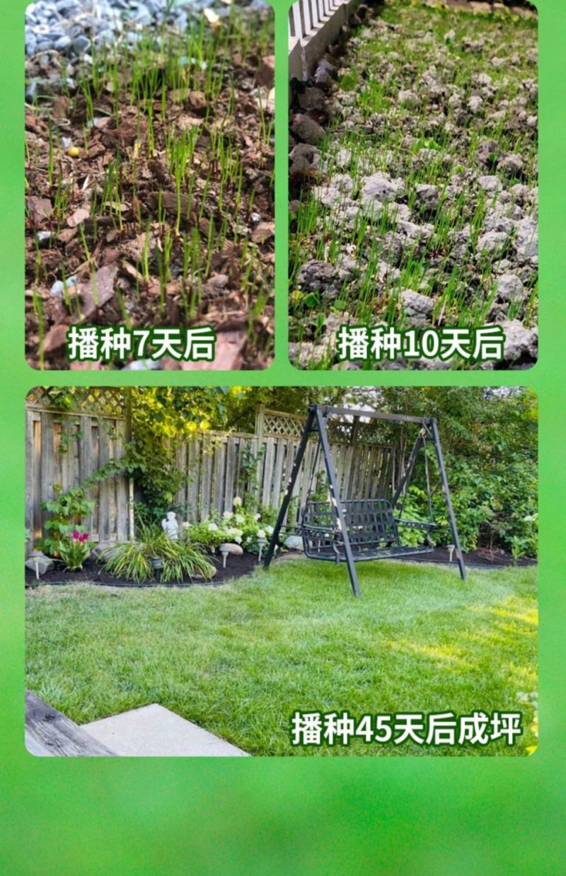 早熟禾种子四季草坪种子庭院草种草籽子耐践踏美观低矮绿化草