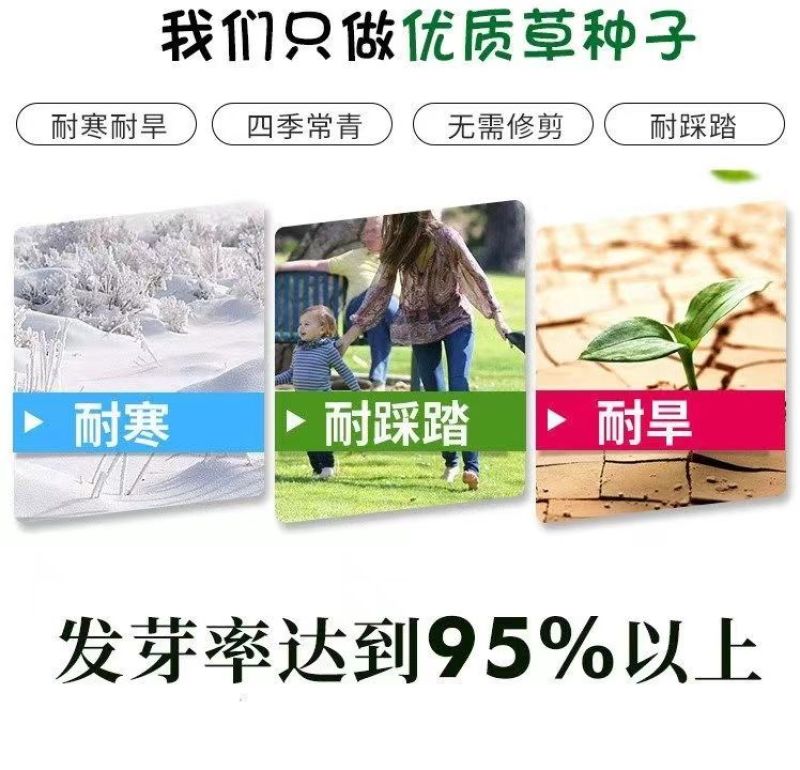 早熟禾种子四季草坪种子庭院草种草籽子耐践踏美观低矮绿化草