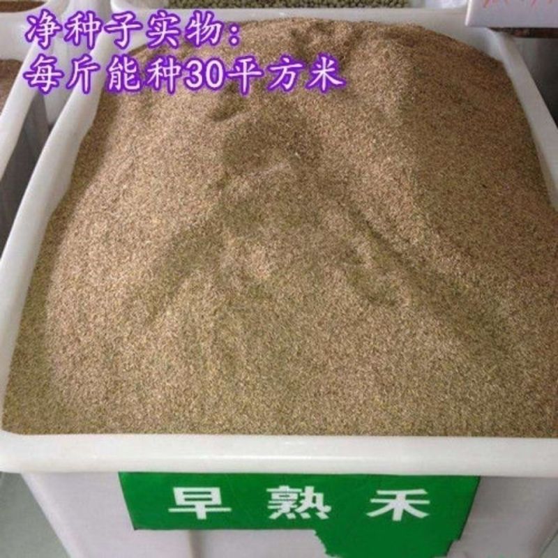 早熟禾种子四季草坪种子庭院草种草籽子耐践踏美观低矮绿化草
