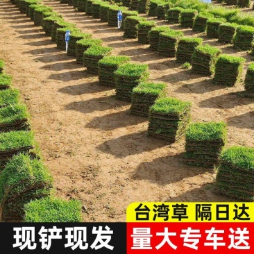 台湾二号草坪基地直销，量大从优，价格优惠