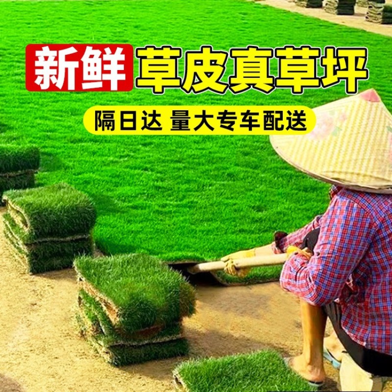 台湾二号草坪基地直销，量大从优，价格优惠