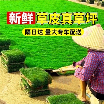 台湾二号草坪草基地直发，承接工程量大从优，欢迎来电咨询