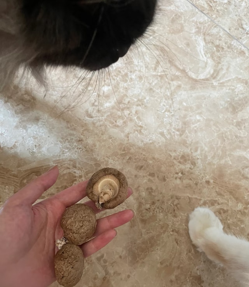 香菇野生香菇干香菇货源充足量大从优全国发货
