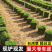 台湾二号草坪草基地直发，承接工程量大从优，欢迎来电咨询
