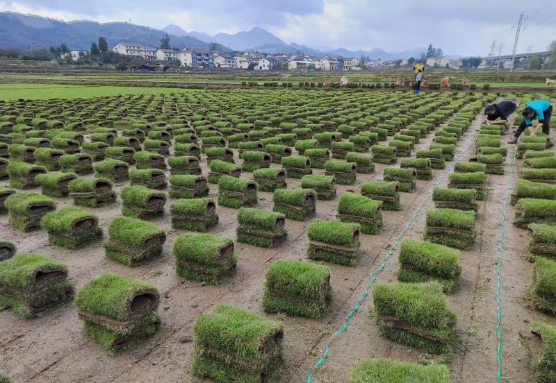 台湾二号草坪草基地直发，承接工程量大从优，欢迎来电咨询