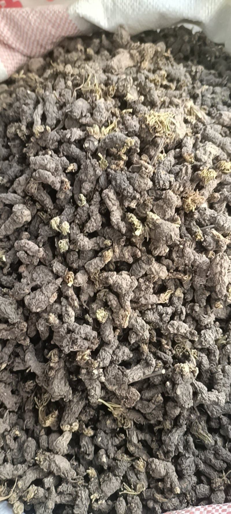 野生天葵子紫背天葵老鼠屎中药材天葵子批发