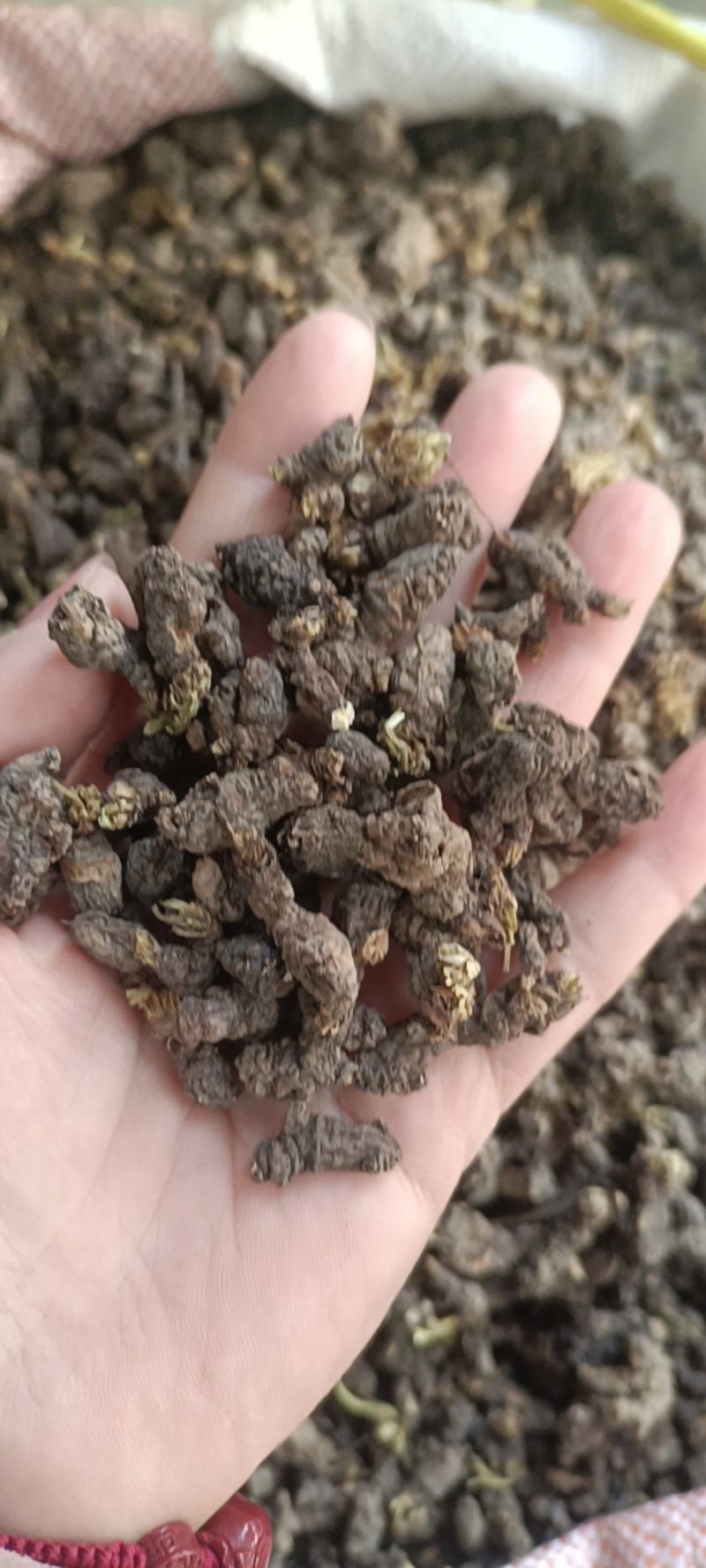 野生天葵子紫背天葵老鼠屎中药材天葵子批发