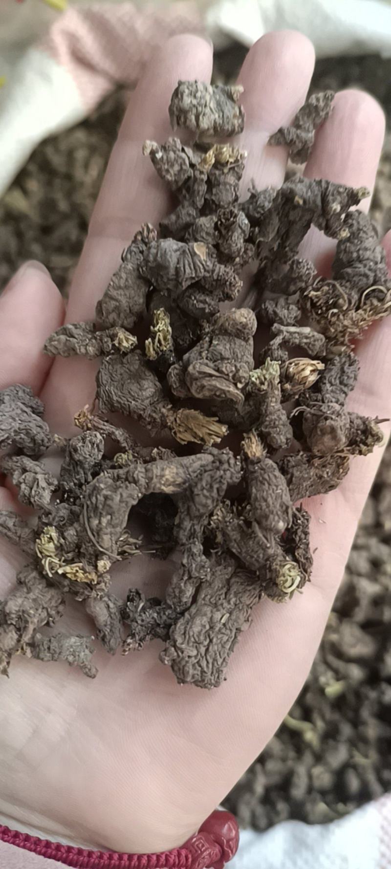 野生天葵子紫背天葵老鼠屎中药材天葵子批发