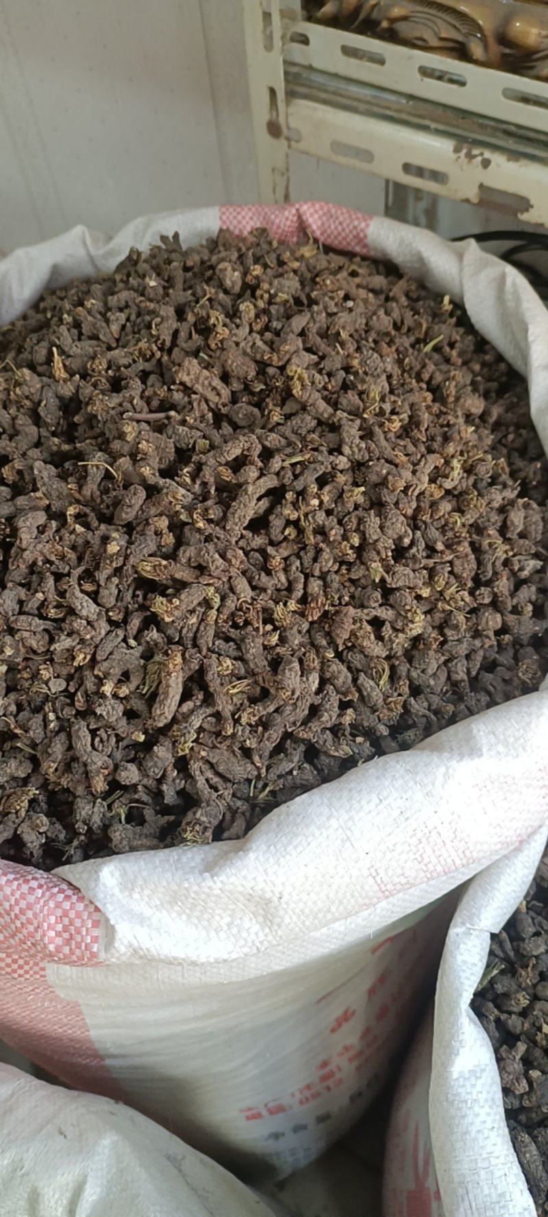 野生天葵子紫背天葵老鼠屎中药材天葵子批发