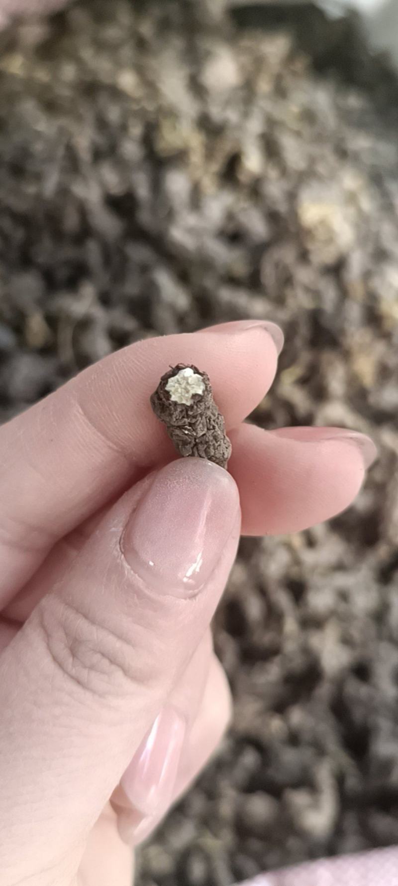 野生天葵子紫背天葵老鼠屎中药材天葵子批发
