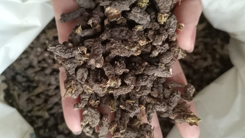 野生天葵子紫背天葵老鼠屎中药材天葵子批发