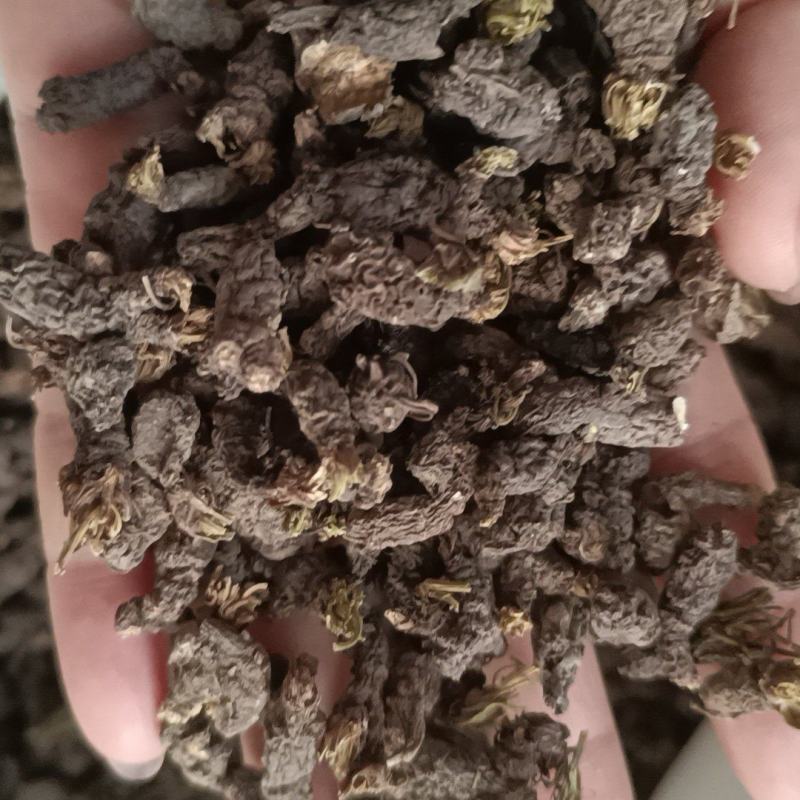 野生天葵子紫背天葵老鼠屎中药材天葵子批发